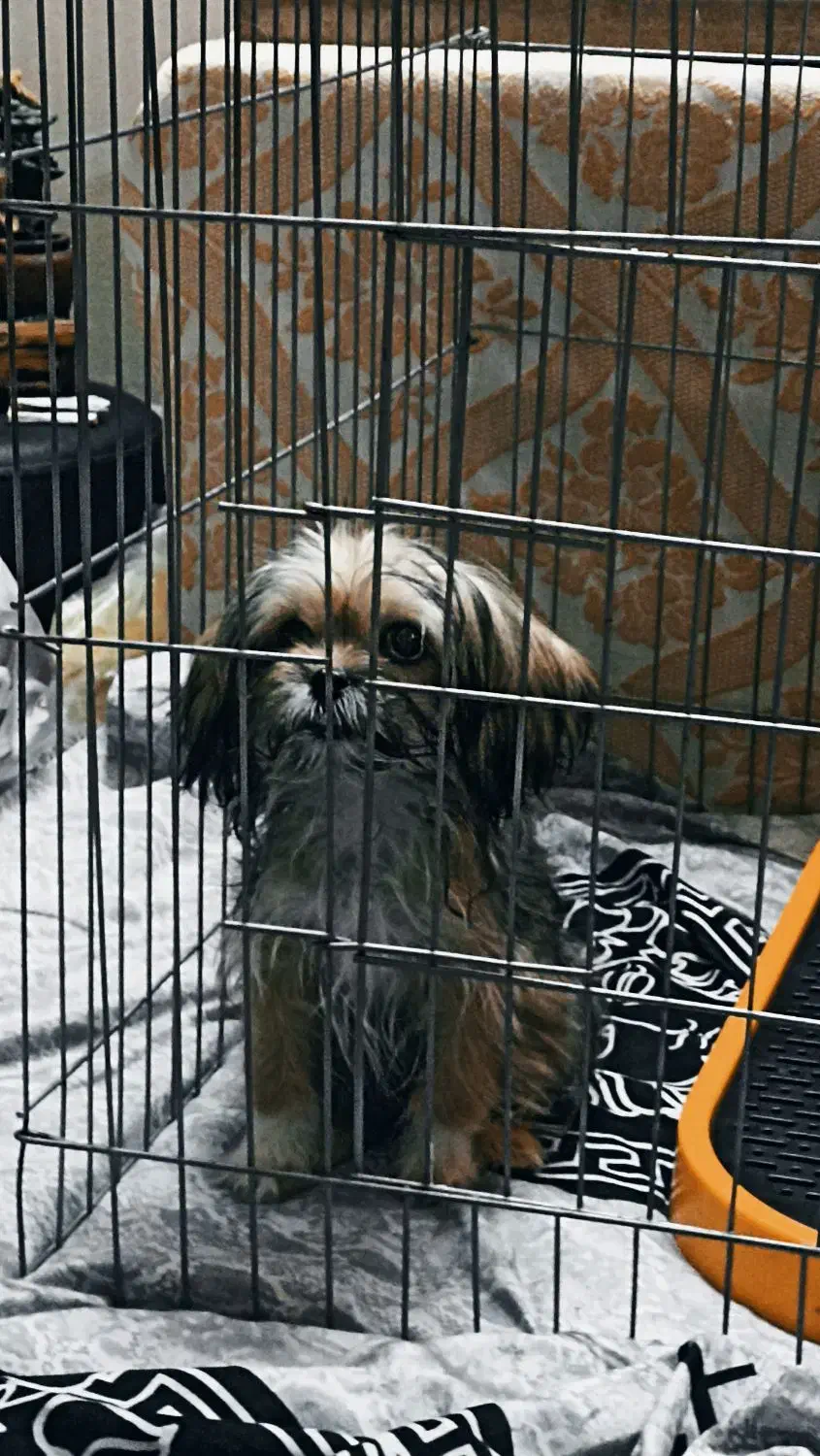 سگ شیتزو کراس (عروسکی)|سگ|مشهد, شهرک امام هادی (شهرک غرب)|دیوار