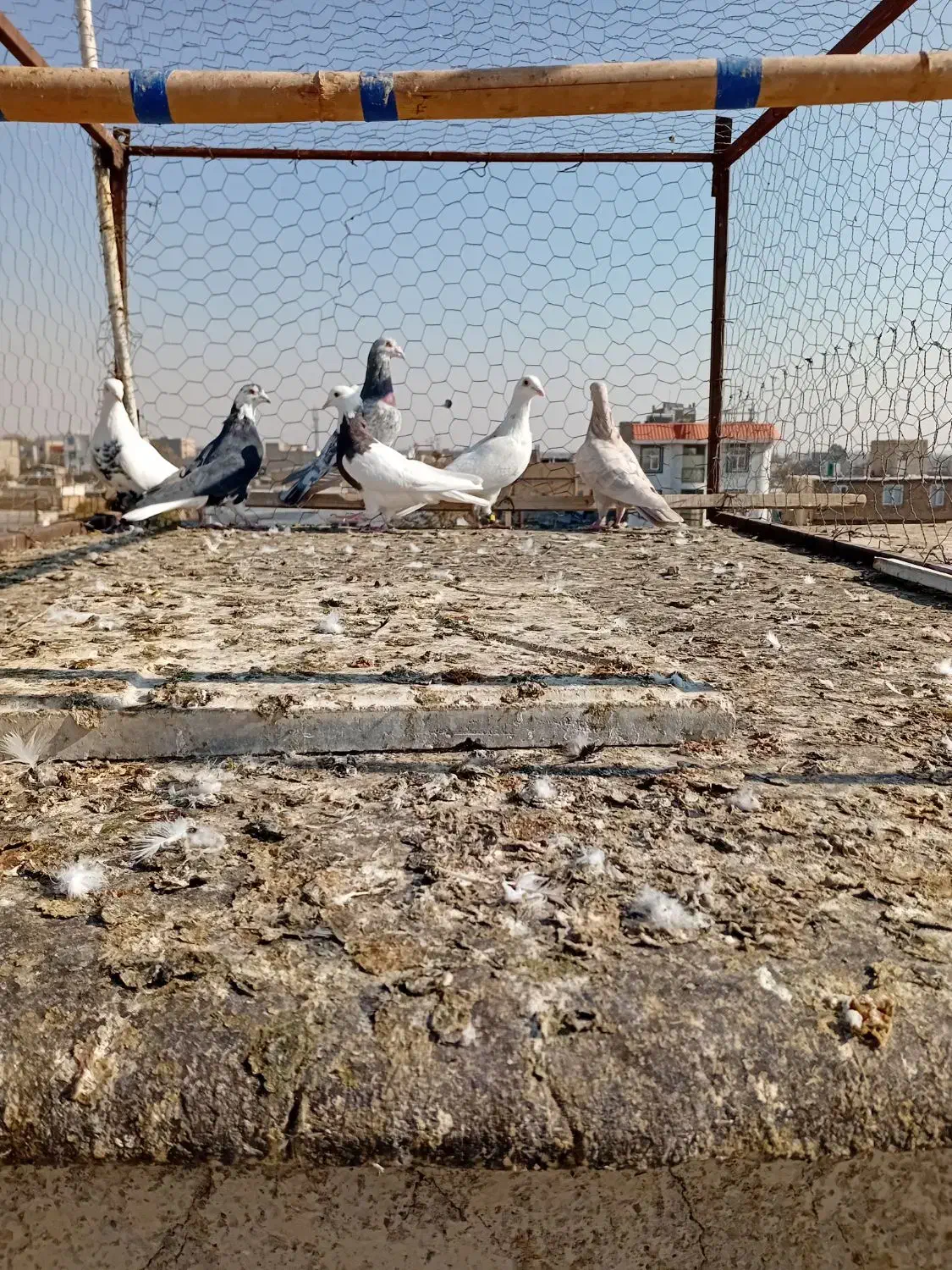 کبوتر|پرنده|محمدیه-قزوین, |دیوار