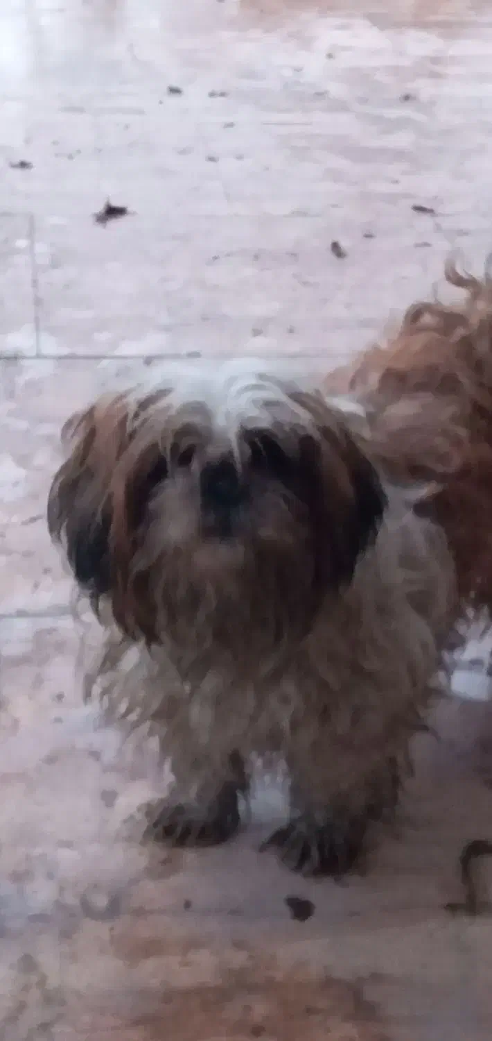 فروش|سگ|قهدریجان, |دیوار