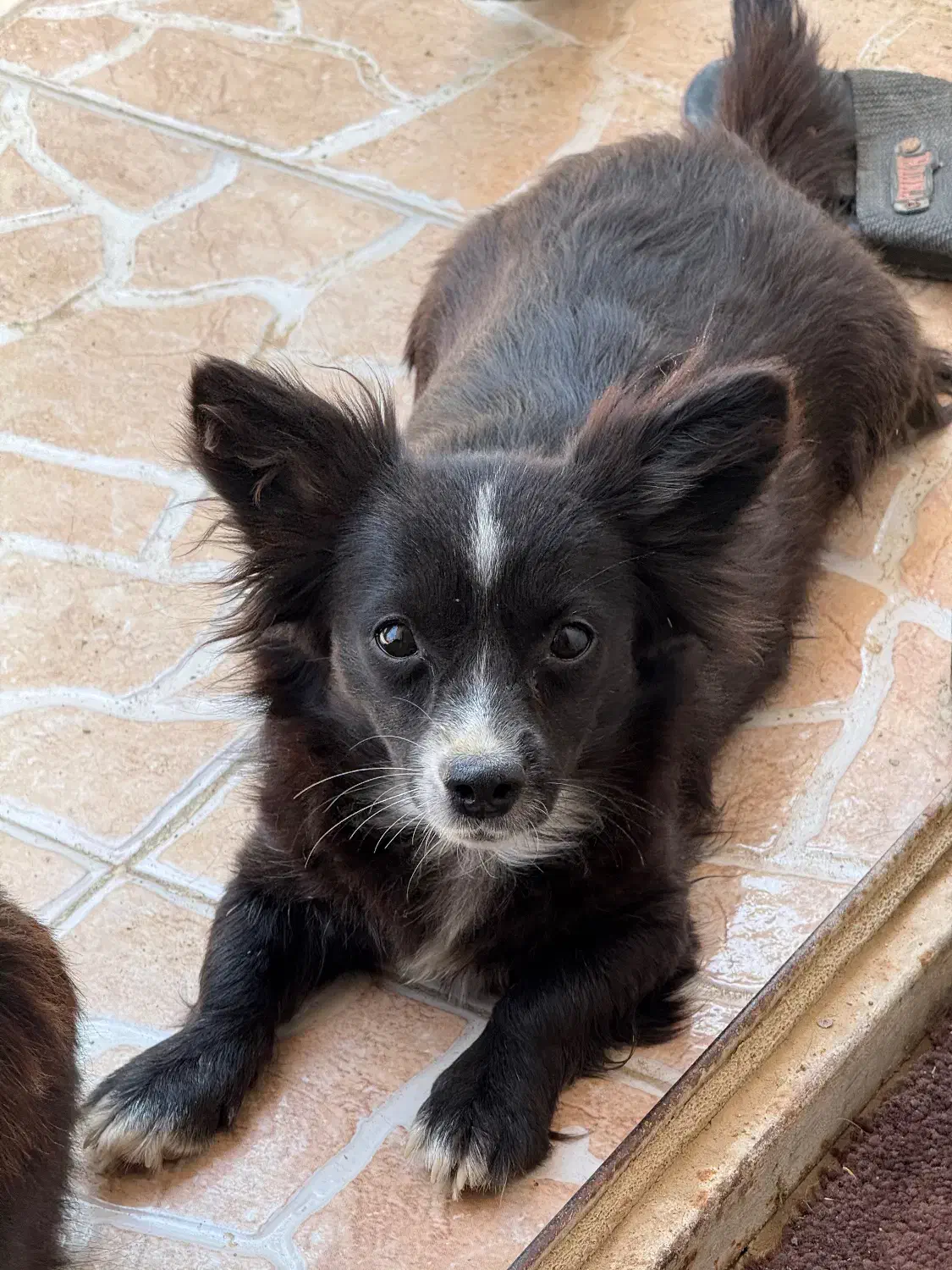 سگ نر ماده|سگ|بندر گناوه, |دیوار