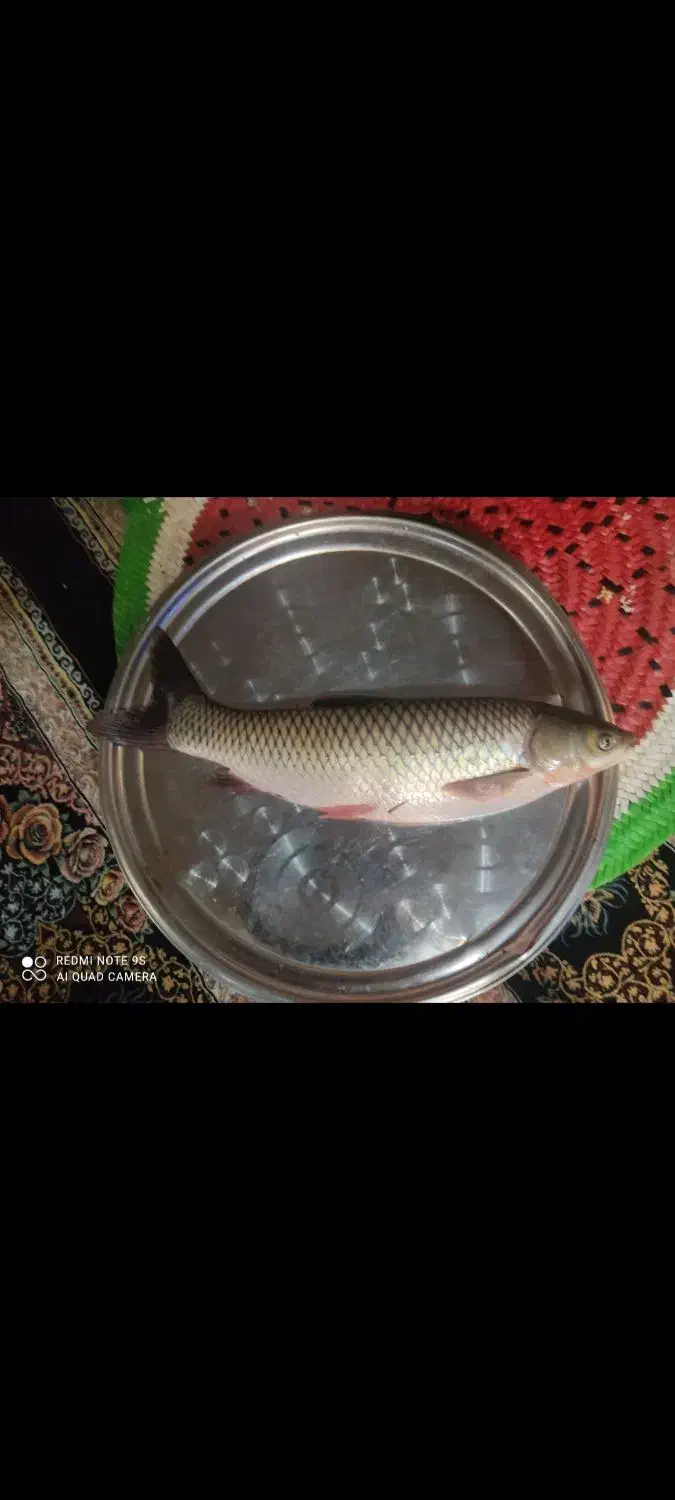 ماهی|ماهی|لنگرود, |دیوار