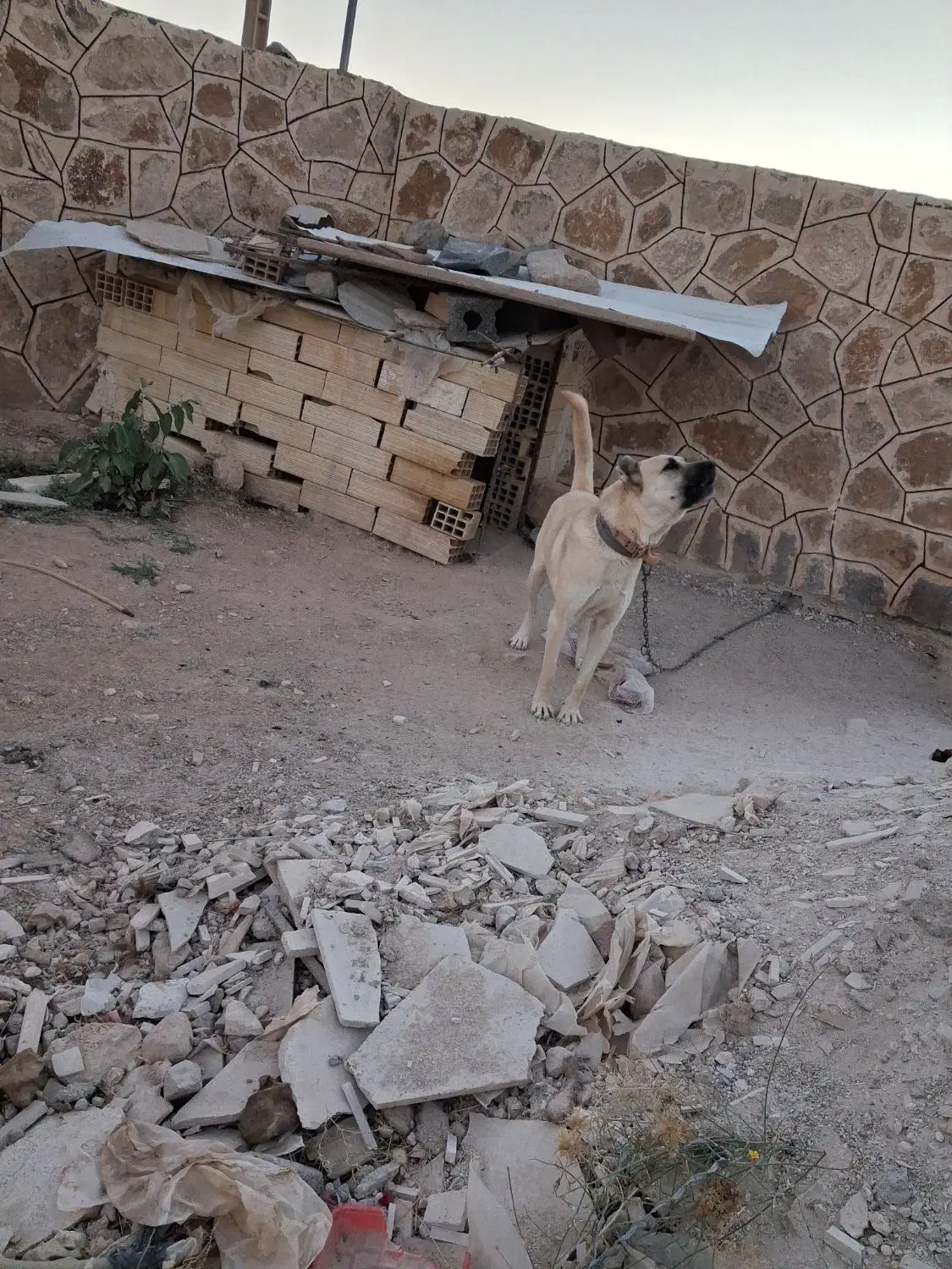 سگ سرابی|سگ|زنجان, |دیوار