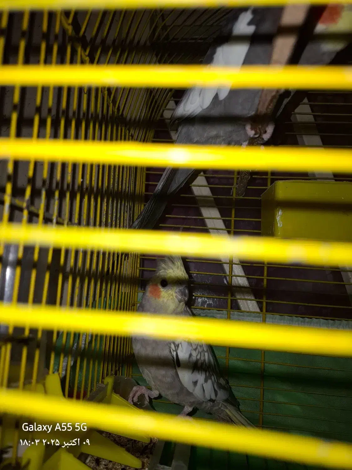 عروس گل باقالی سالم وبه شرط|پرنده|شیرگاه, |دیوار