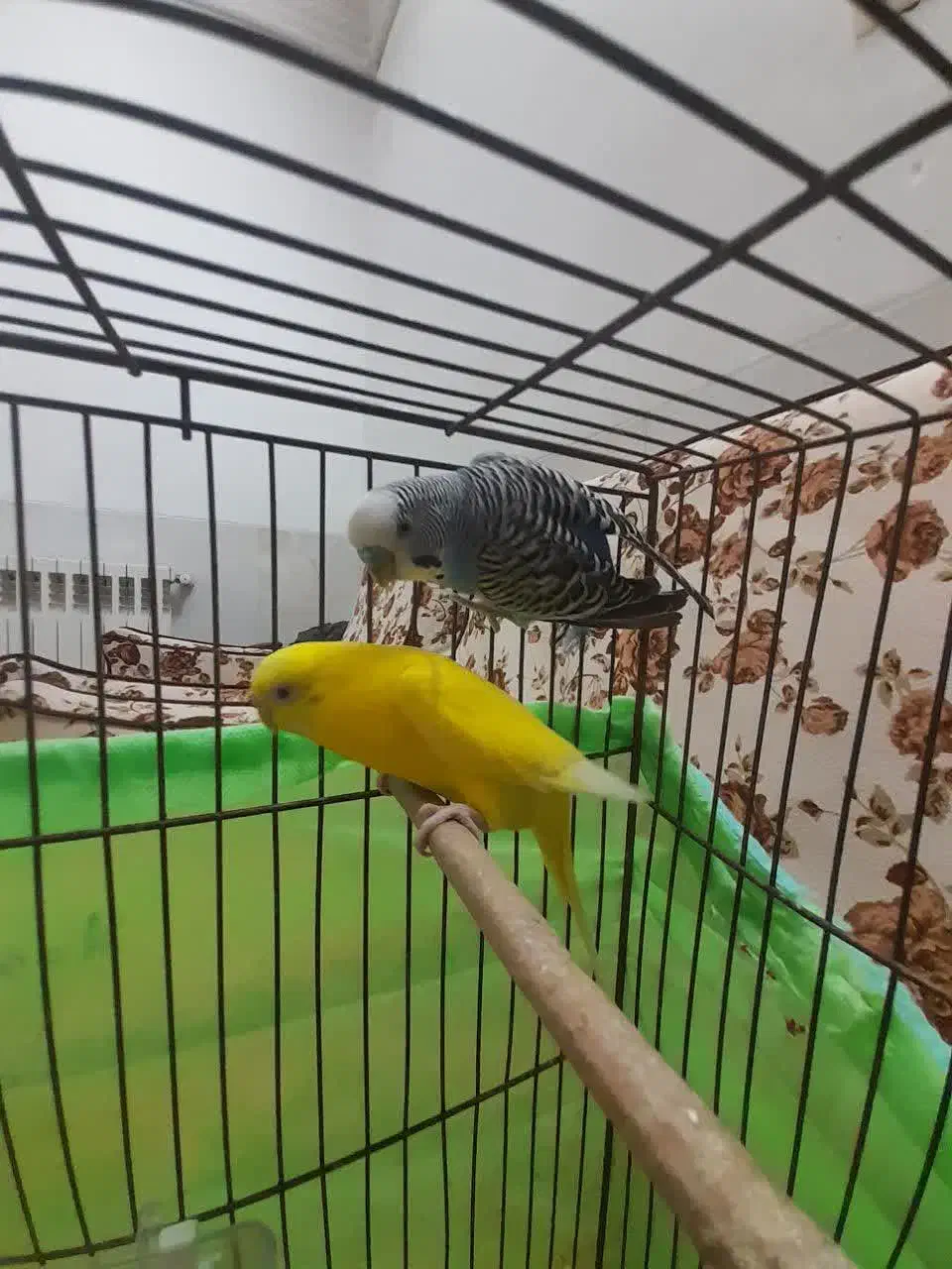 مرغ عشق|پرنده|یزد, |دیوار