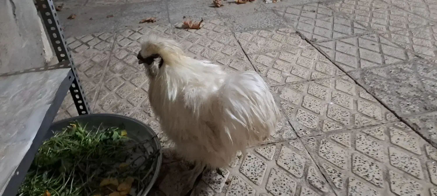 خروس|حیوانات مزرعه|الوند, |دیوار