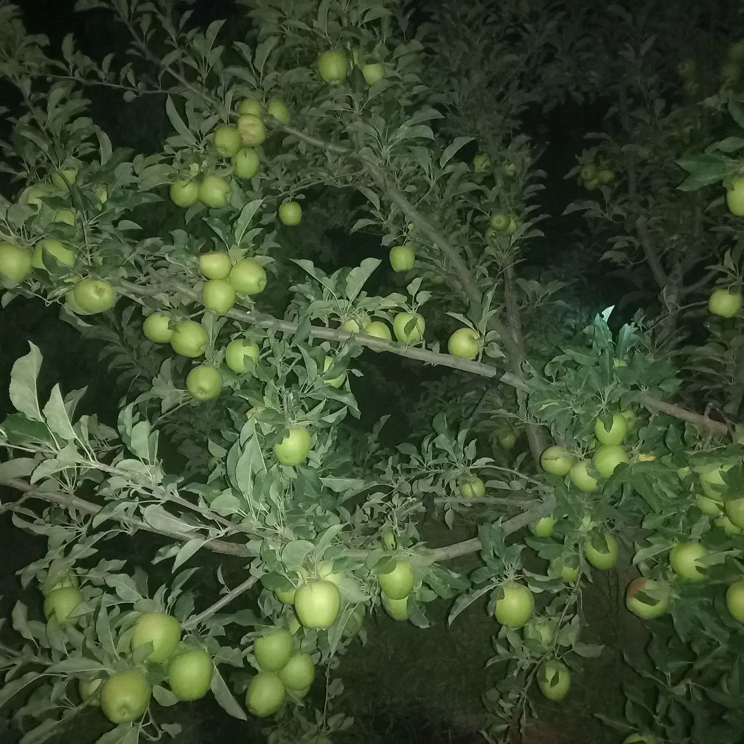 باغی بمتراژ۳۰۰۰ درحسنبیک کندلج معاوضه با آپارتمان|فروش زمین و ملک کلنگی|مرند, |دیوار