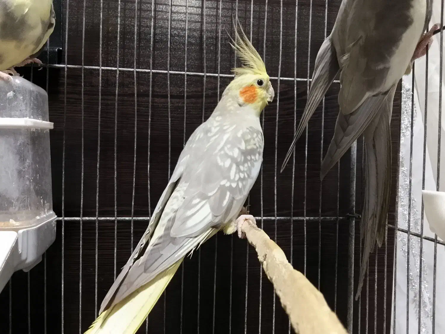 عروس هلندی|پرنده|نور, |دیوار