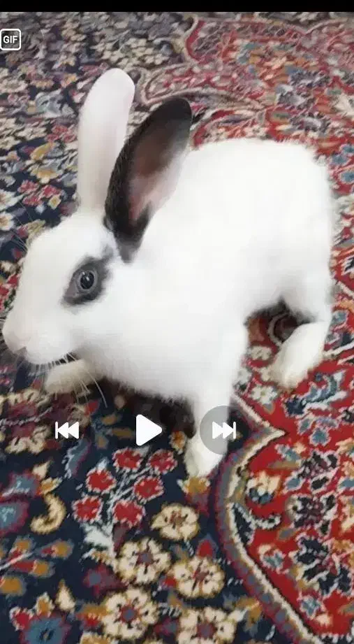 خرگوش بازی گوش|موش و خرگوش|کرمان, |دیوار