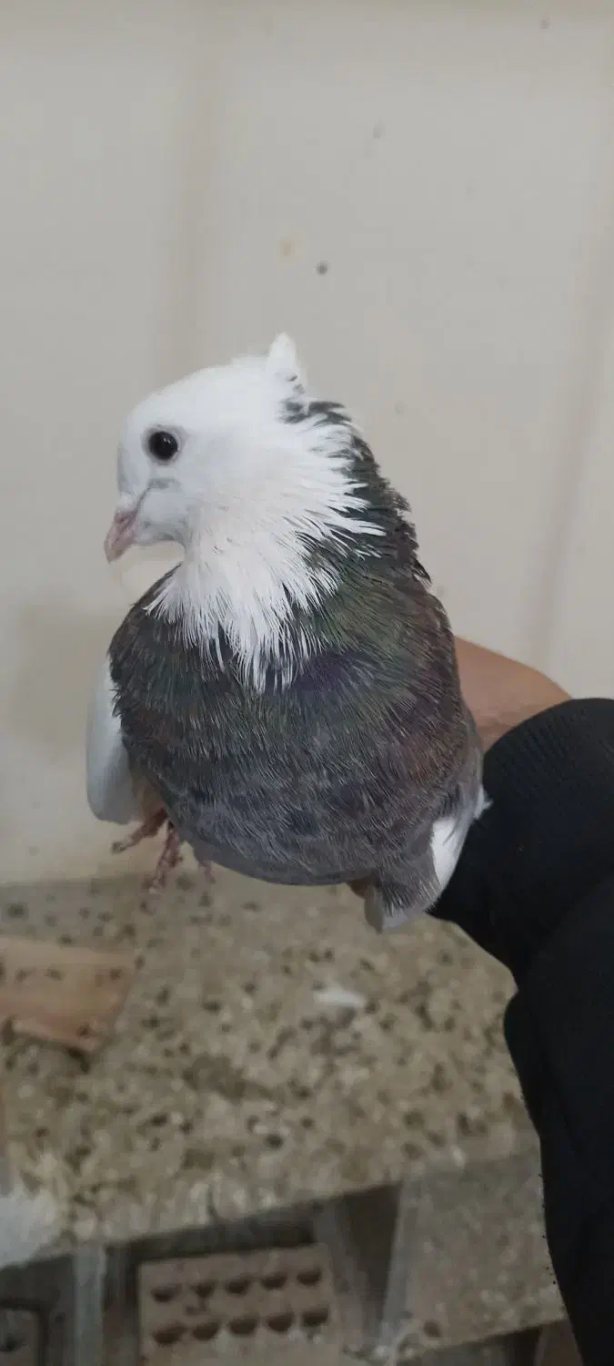 کفتر طوقی نر|پرنده|تهران, امیریه|دیوار