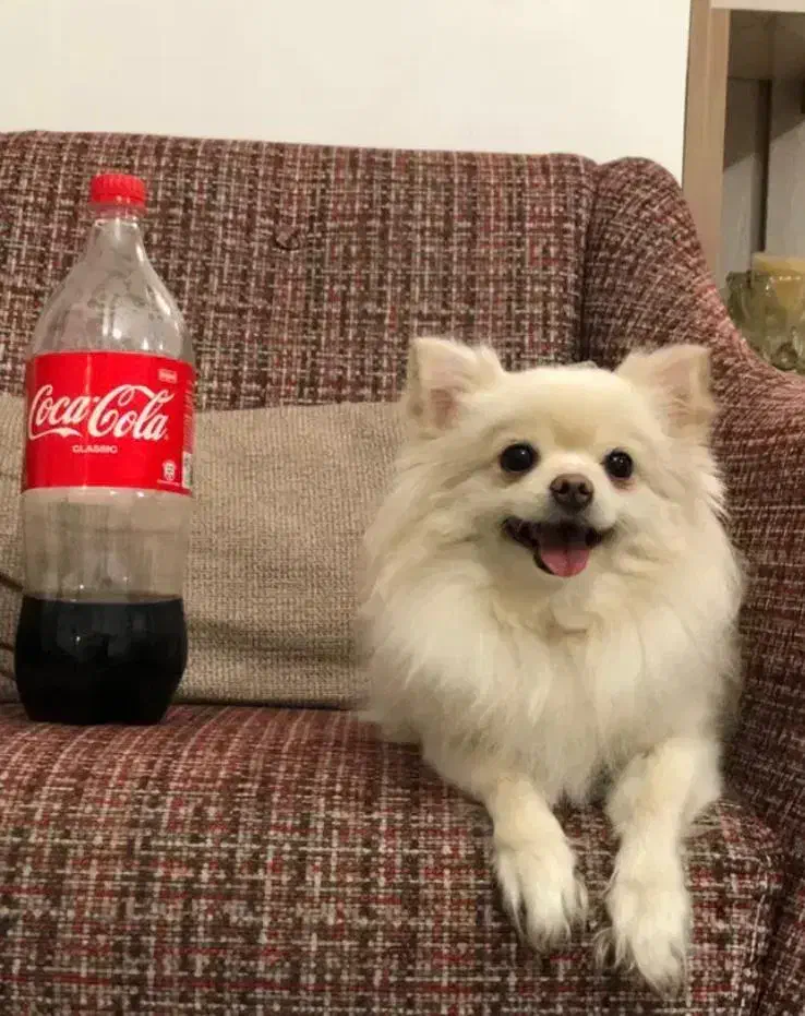 سگ آپارتمانی شی وا وا موبلند|سگ|خرم‌آباد, |دیوار