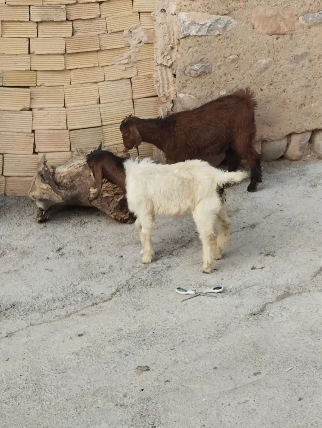 کاه نخد|حیوانات مزرعه|فیروزآباد (لرستان), |دیوار