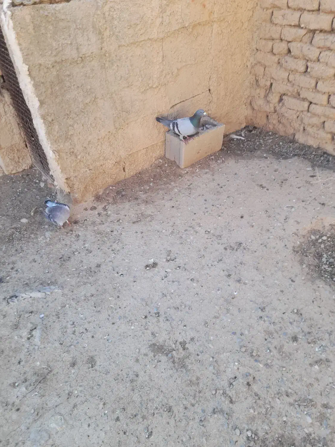 ۱۰ عدد پلاکی|حیوانات مزرعه|مرودشت, نقش رستم|دیوار