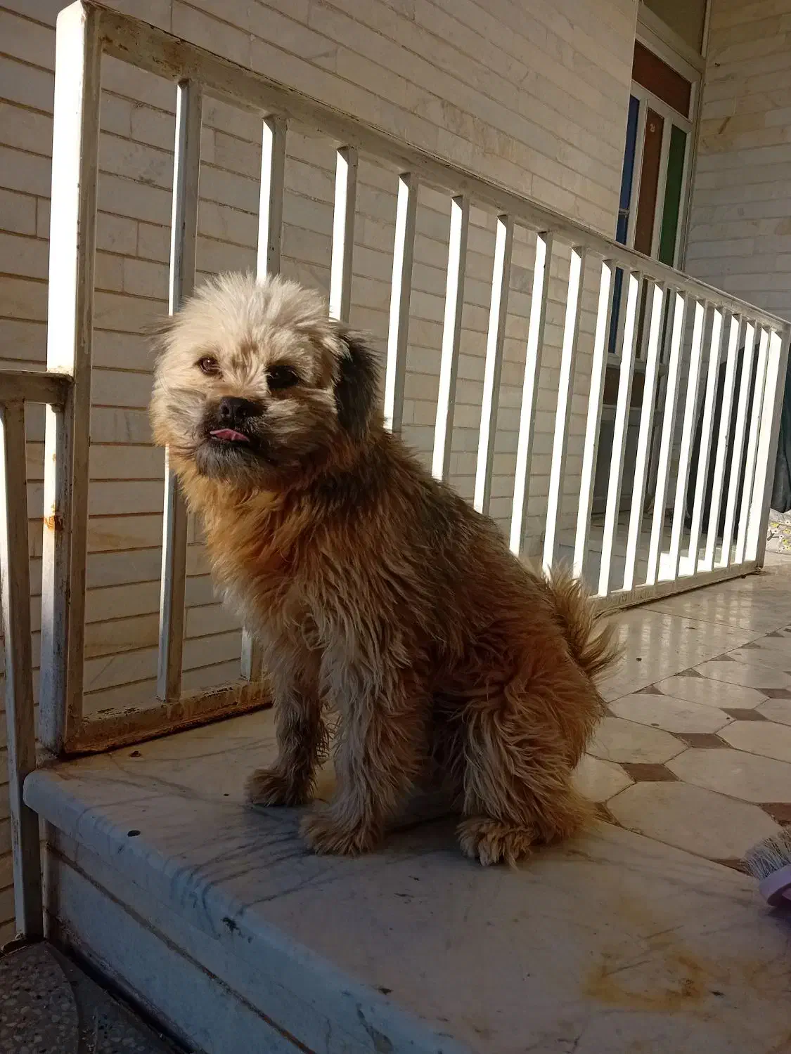 واگذاری پت|سگ|شاهرود, |دیوار