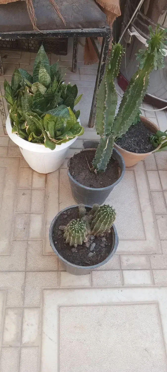 گل طبیعی|گل و گیاه طبیعی|نیشابور, شهرک رسولی|دیوار