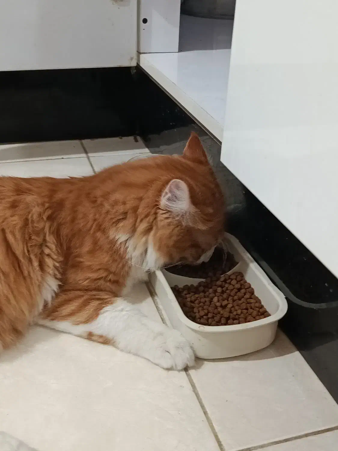 گربه خونگی|گربه|شیراز, خلیلی|دیوار