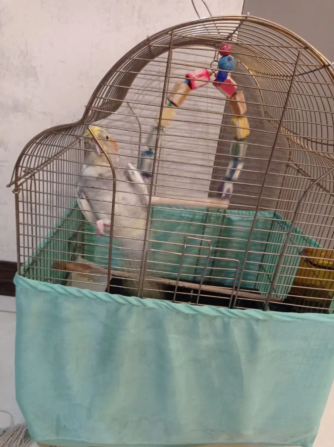 عروس هلندی|پرنده|تهران, وصفنارد|دیوار