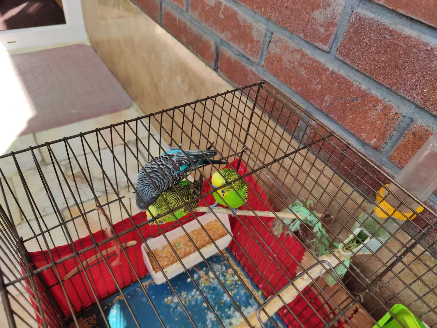 سه تا مرغ عشق زیبا|پرنده|تهران, سبلان (لشگر)|دیوار