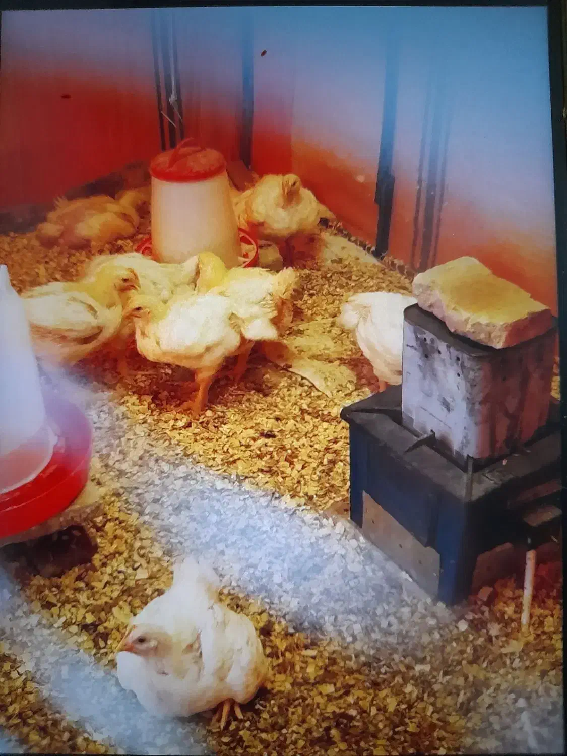 فروش مرغ زنده|پرنده|کلاله, |دیوار