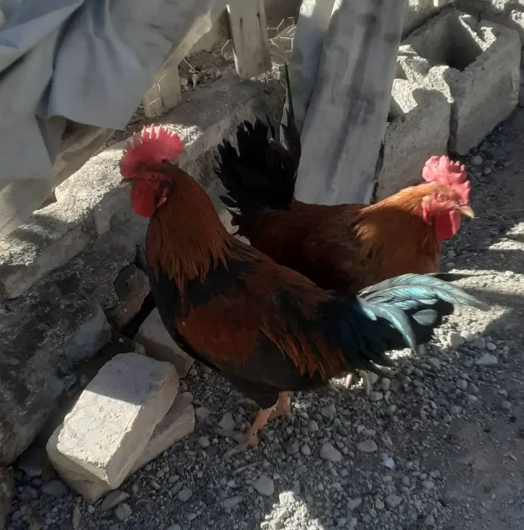 خروس محلی|حیوانات مزرعه|خاش, |دیوار