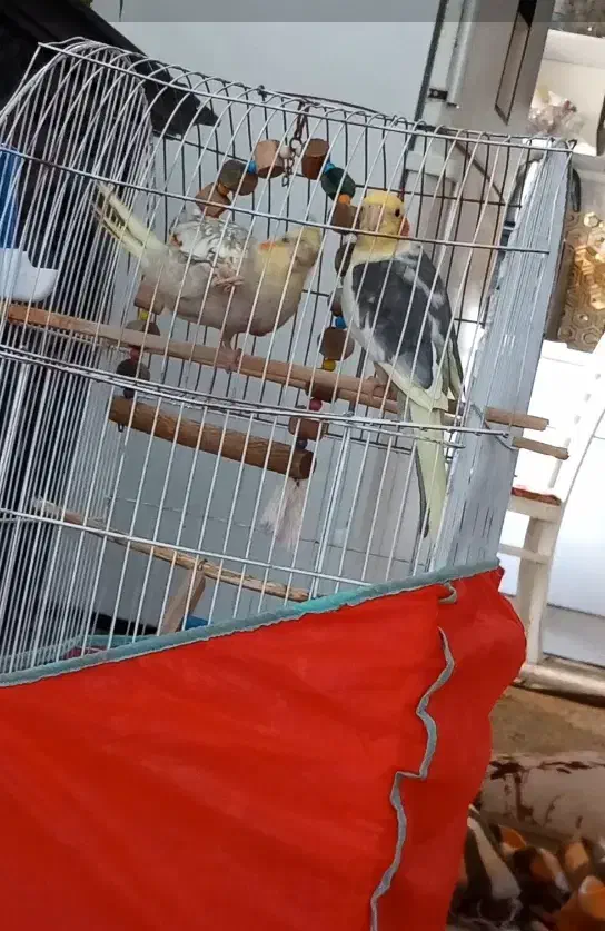 عروس هلندی سخنگو|پرنده|صومعهسرا, |دیوار