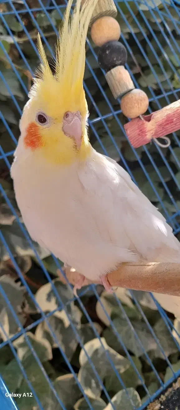 ی جفت عروس هلندی ،نر و ماده|پرنده|فاضل آباد, |دیوار