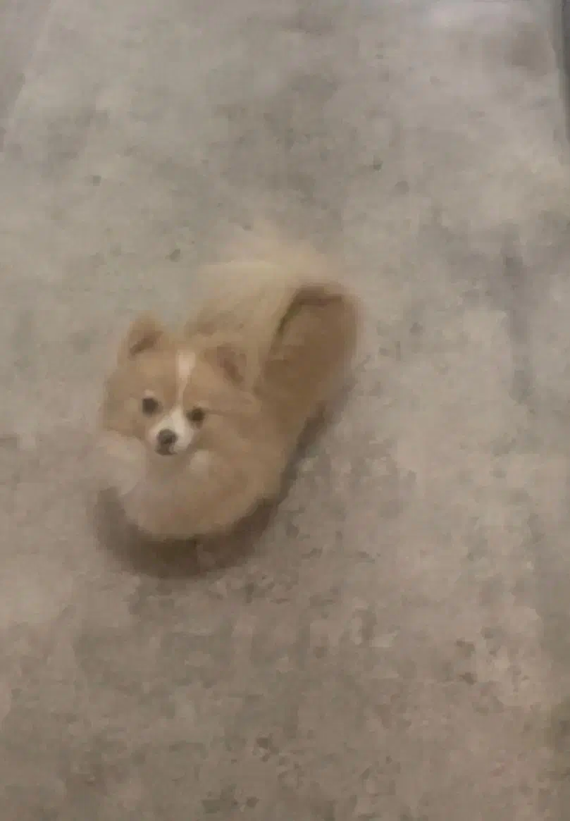 واگذاری سگ|سگ|تهران, قلهک|دیوار