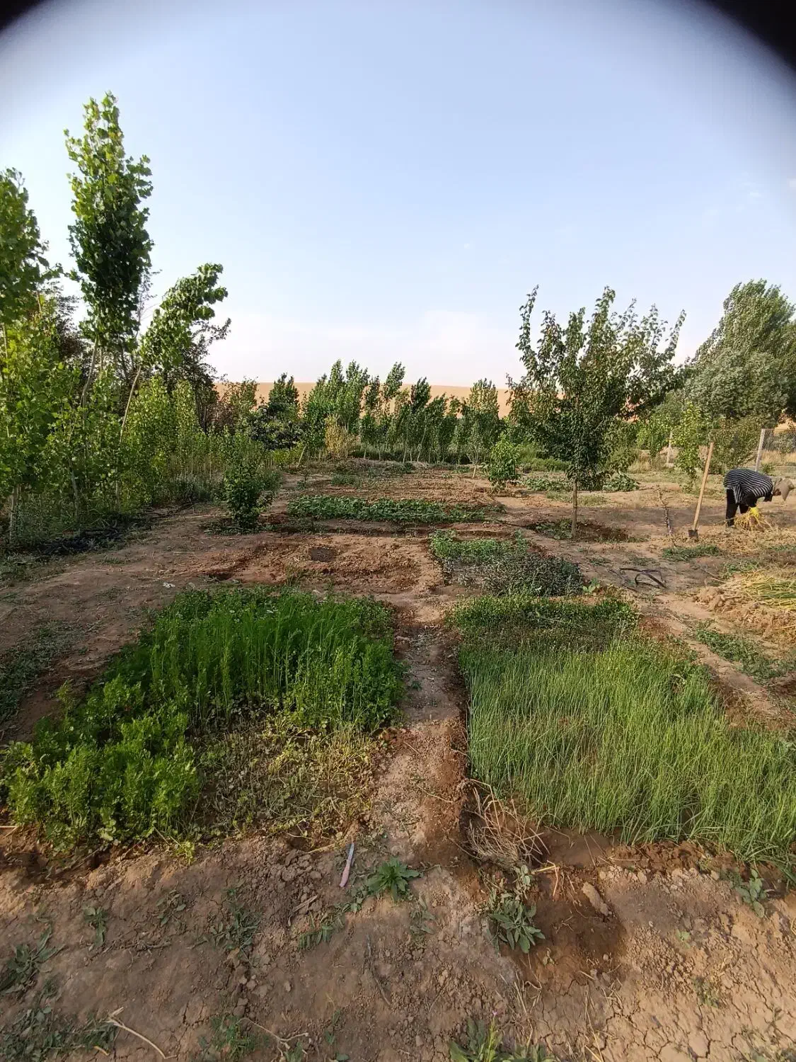 باغ 1480متر|فروش خانه و ویلا|بوکان, |دیوار