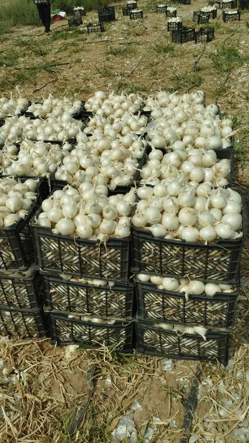 بذر پیاز سفید|گل و گیاه طبیعی|آشخانه, |دیوار