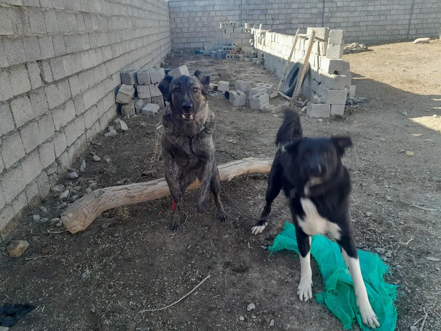 سگ نگهبان و نژاد دار|سگ|عسگران, |دیوار