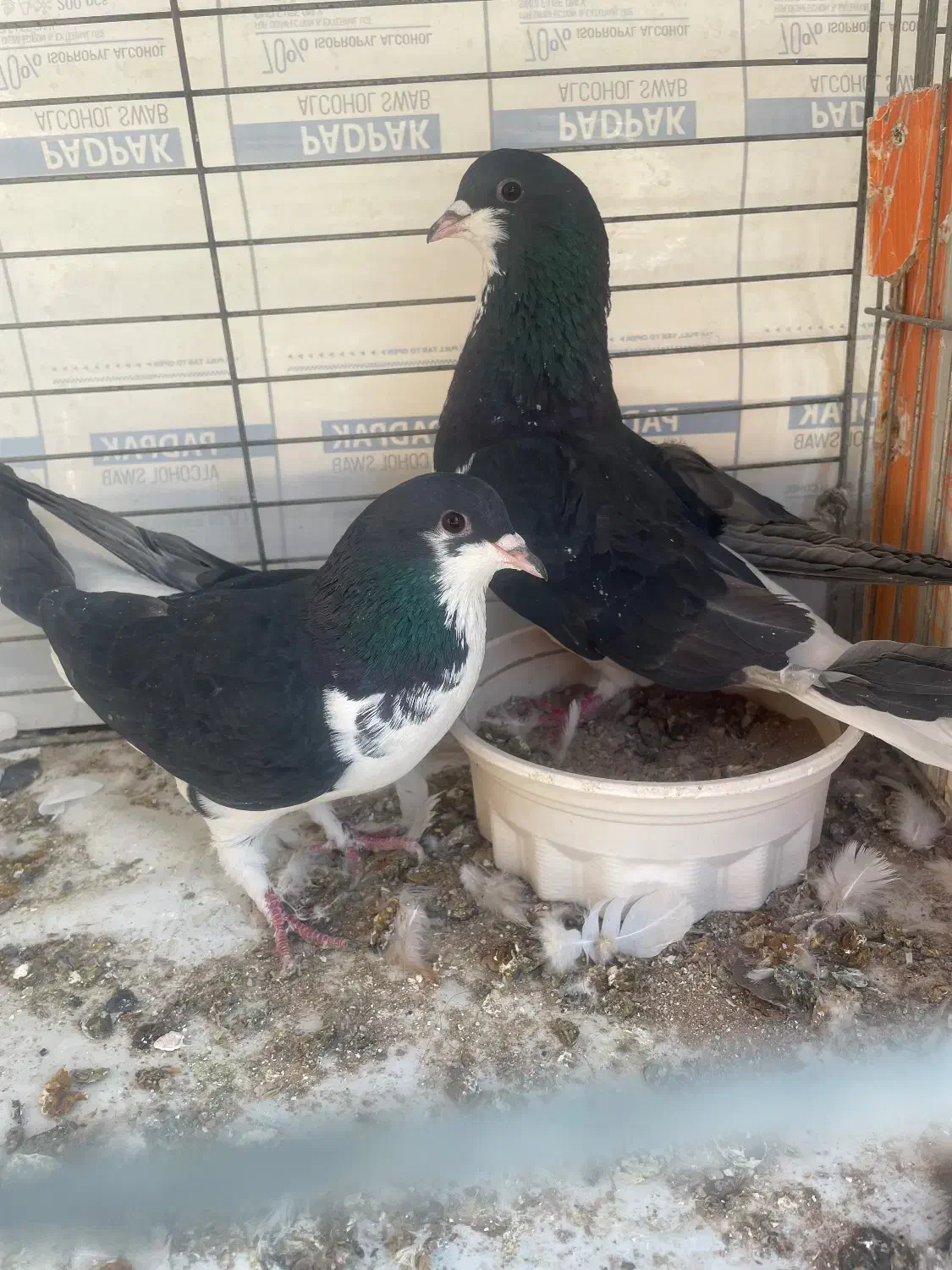 کبوتر اصفهانی|پرنده|زارچ, |دیوار