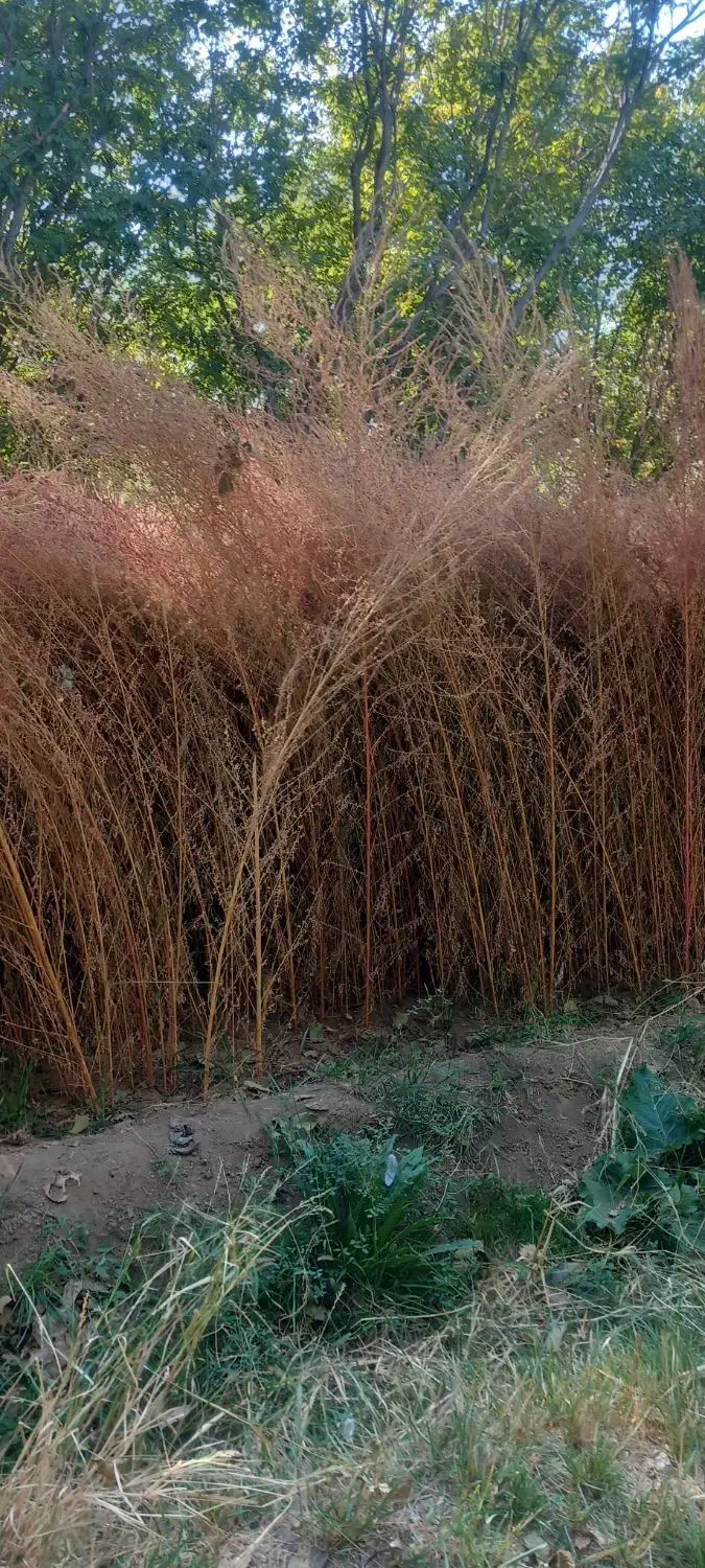 بهترین جارو بلند و قرمز مخصوص شهرداری|لوازم نظافت|نهاوند, |دیوار