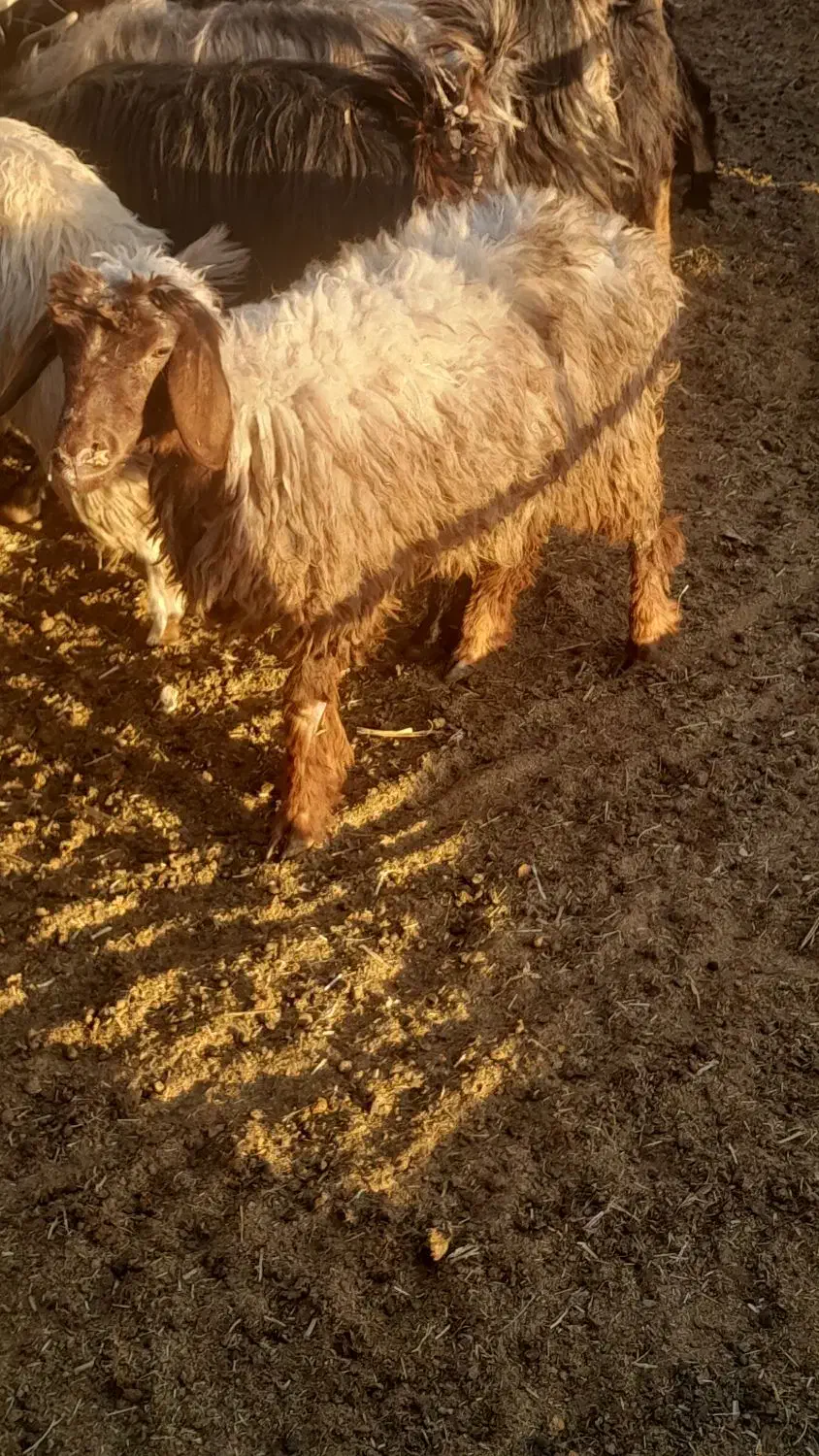 بره|حیوانات مزرعه|مرودشت, ده بید|دیوار