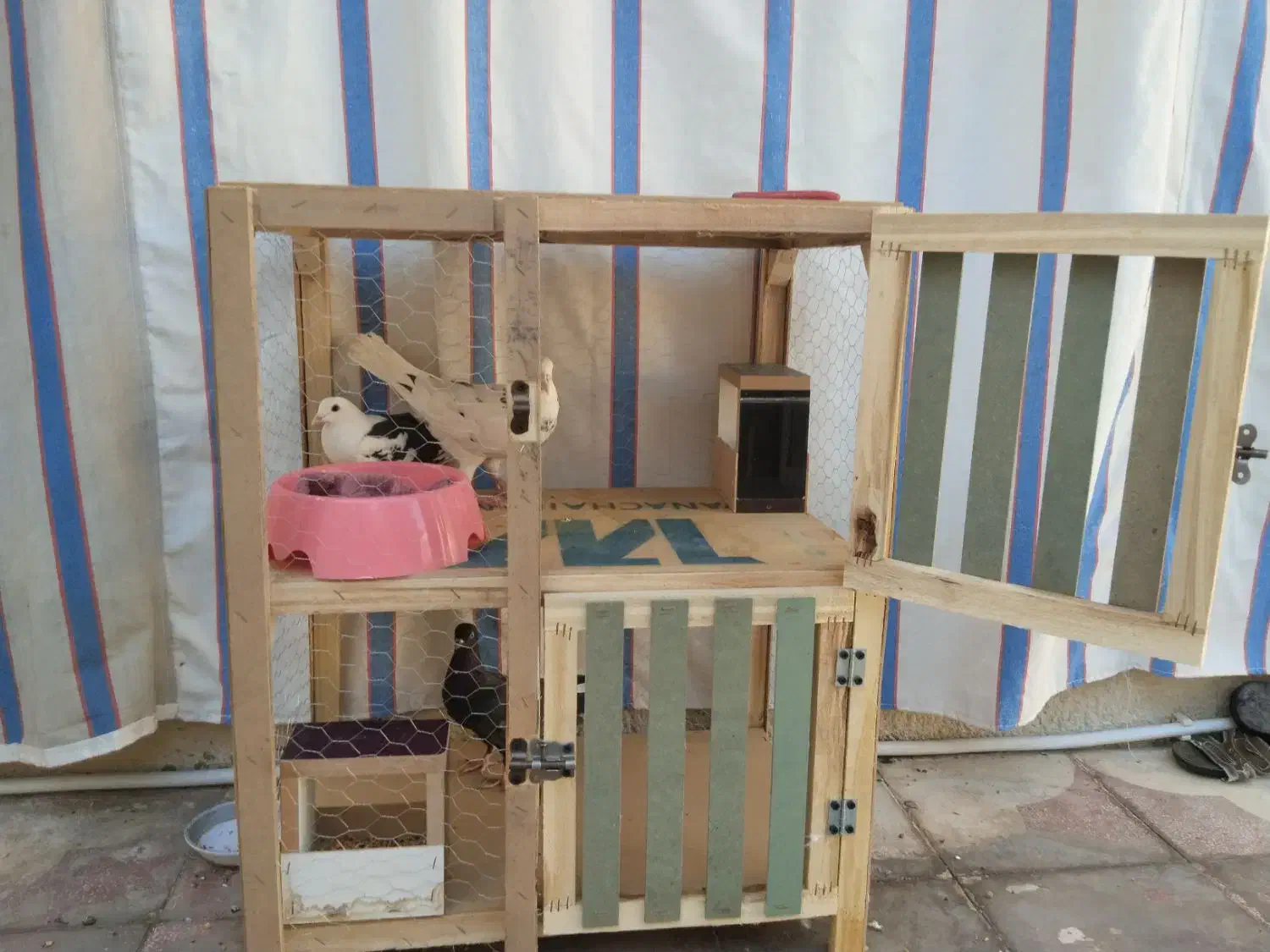 کبوتر|پرنده|شیراز, شیخ علی چوپان|دیوار