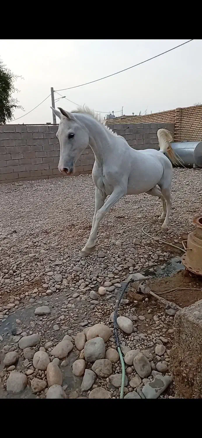 اسب مادیون|اسب و تجهیزات اسب‌سواری|شوشتر, |دیوار