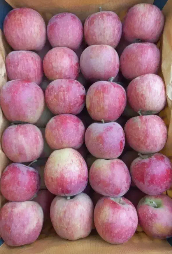 سیب قرمز|خوردنی و آشامیدنی|مهربان, |دیوار