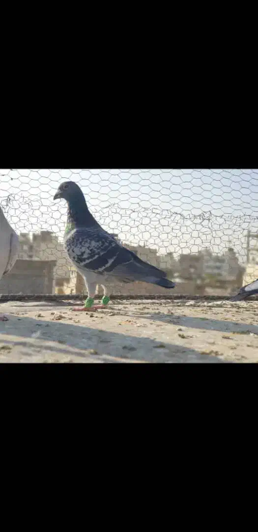 دسته پلاکی هوای نر ۲۴ عدد|پرنده|شیراز, آزادگان|دیوار