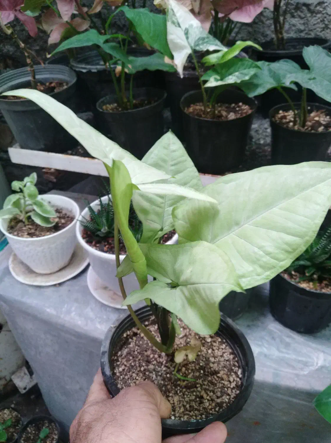 بنسای خرفه|گل و گیاه طبیعی|نیشابور, مازول|دیوار