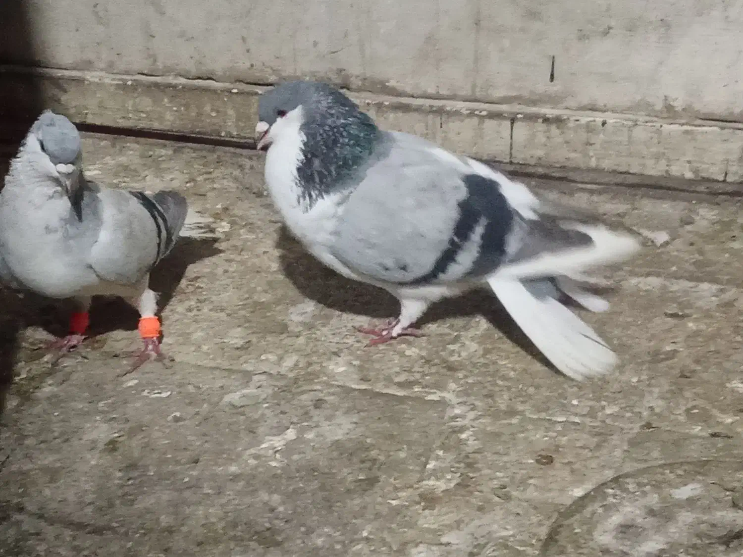 کفتر رنگه|پرنده|مشهد, نوید|دیوار