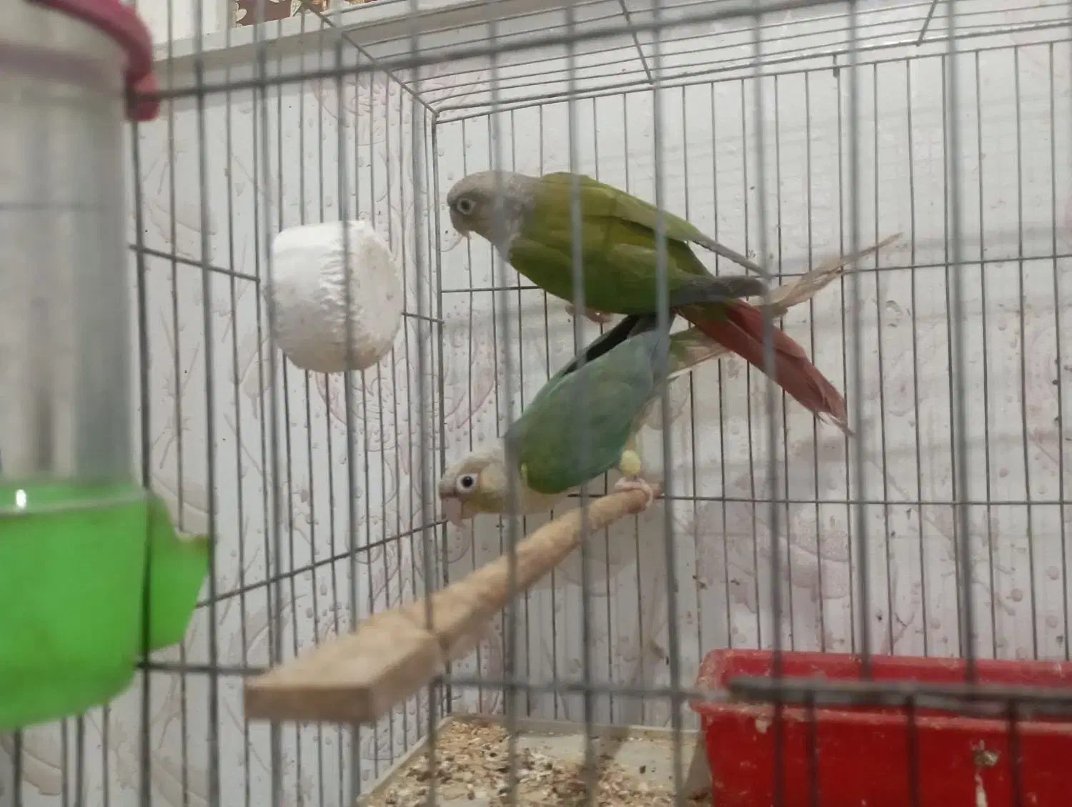 پاین اپل و اناناسی|پرنده|اهواز, سلطانمنش|دیوار