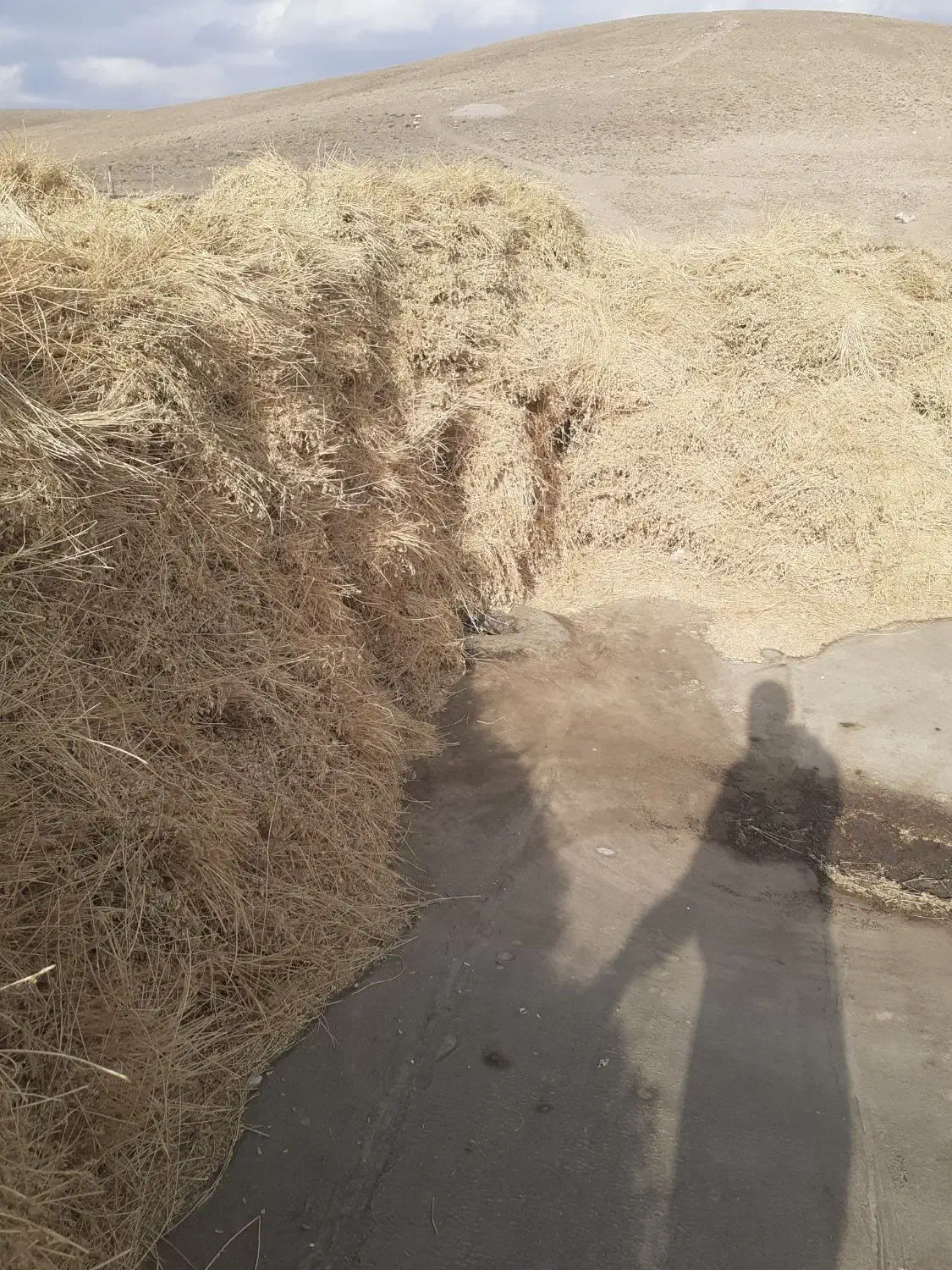 بیده یونجه بنچه شده|خدمات باغبانی و درختکاری|سرولایت, |دیوار