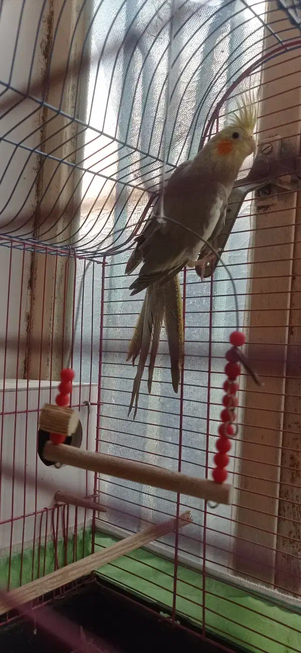 معاوضه نژاد آهویی|پرنده|میناب, |دیوار