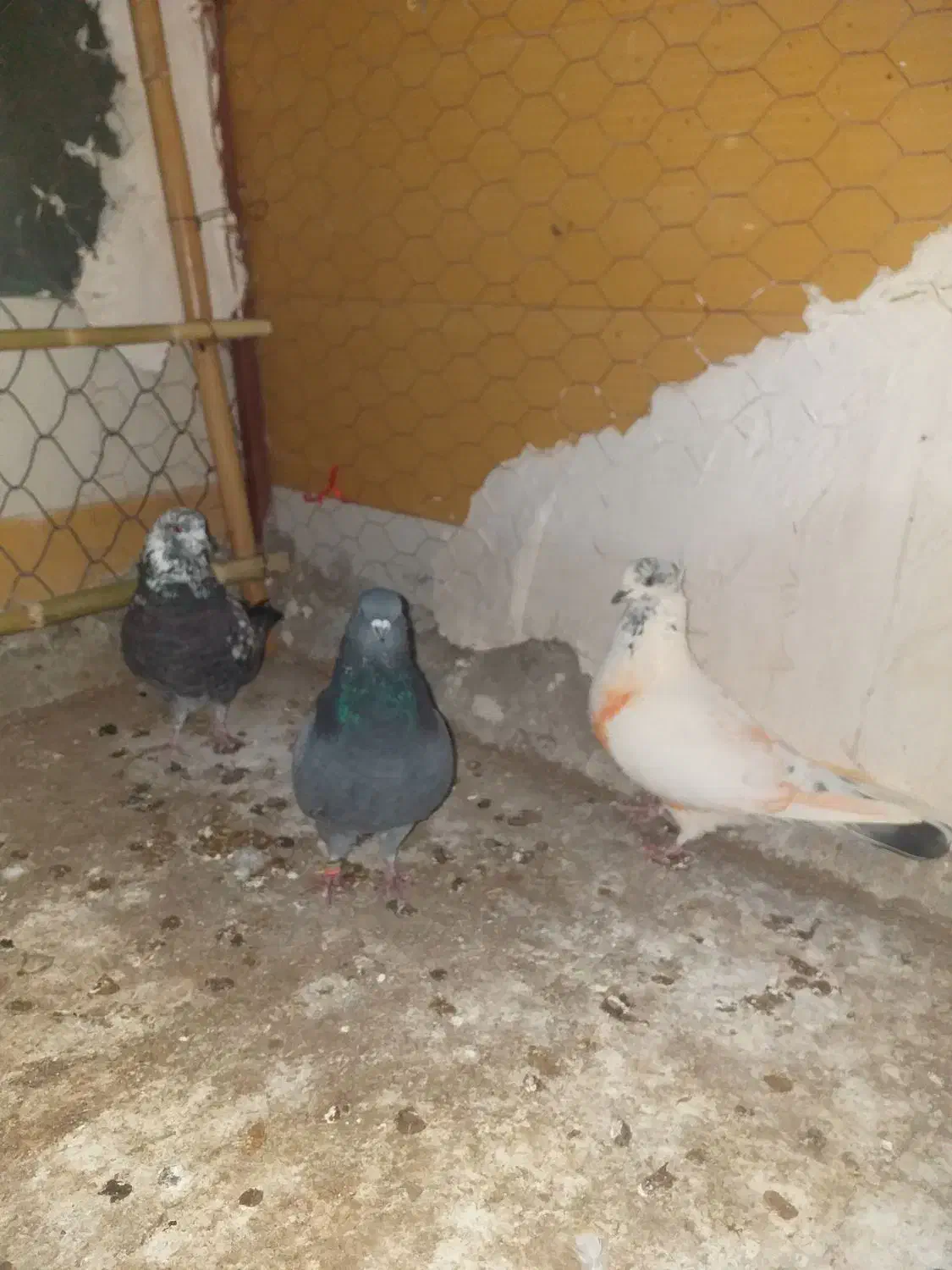 سه عدد کبوتر|پرنده|آبدانان, |دیوار