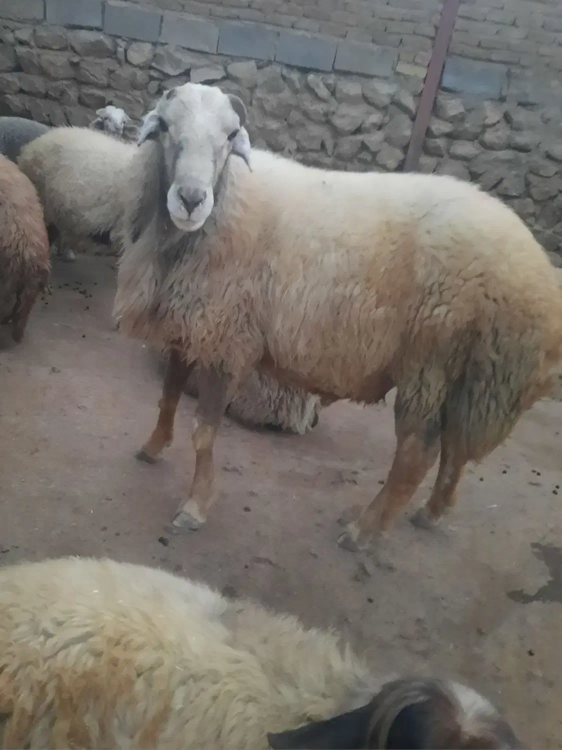 قوچ داشتی|حیوانات مزرعه|زاغه, |دیوار