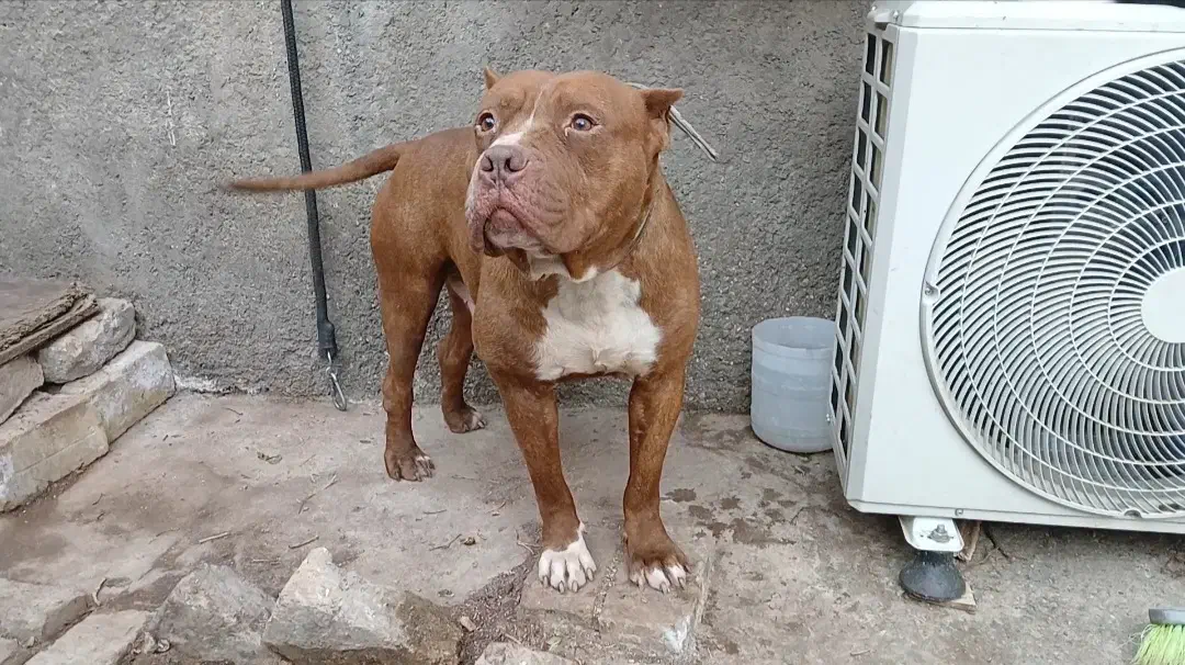 نر پیتبول‌تریر بالغ20ماهه|سگ|تهران, فرودگاه مهرآباد|دیوار