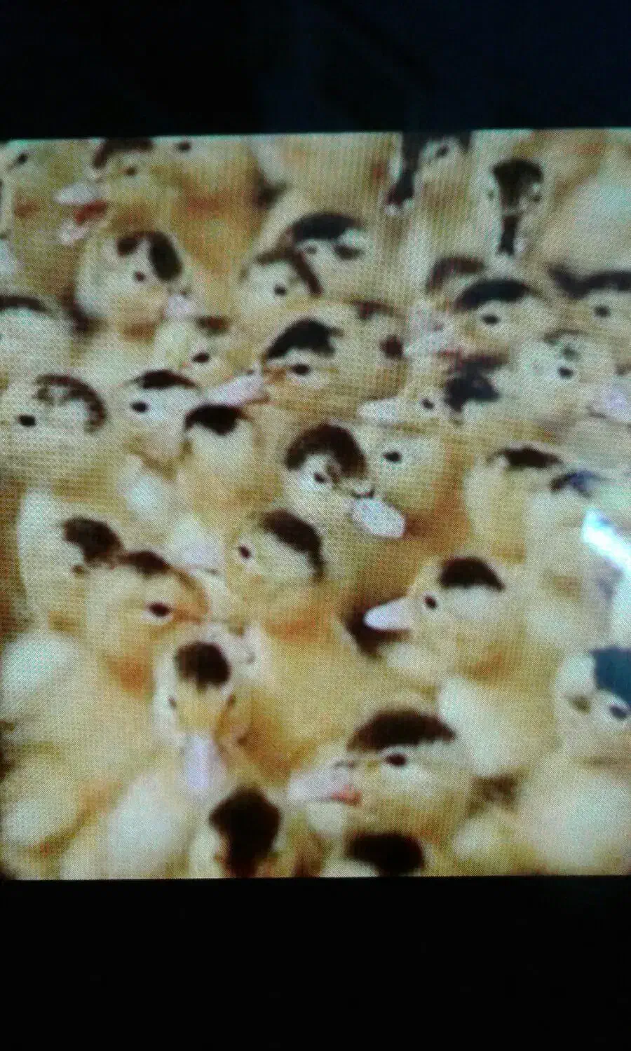 رنگی رنگی اردک بوقلمون جوجه گوشتی|حیوانات مزرعه|کرمان, |دیوار