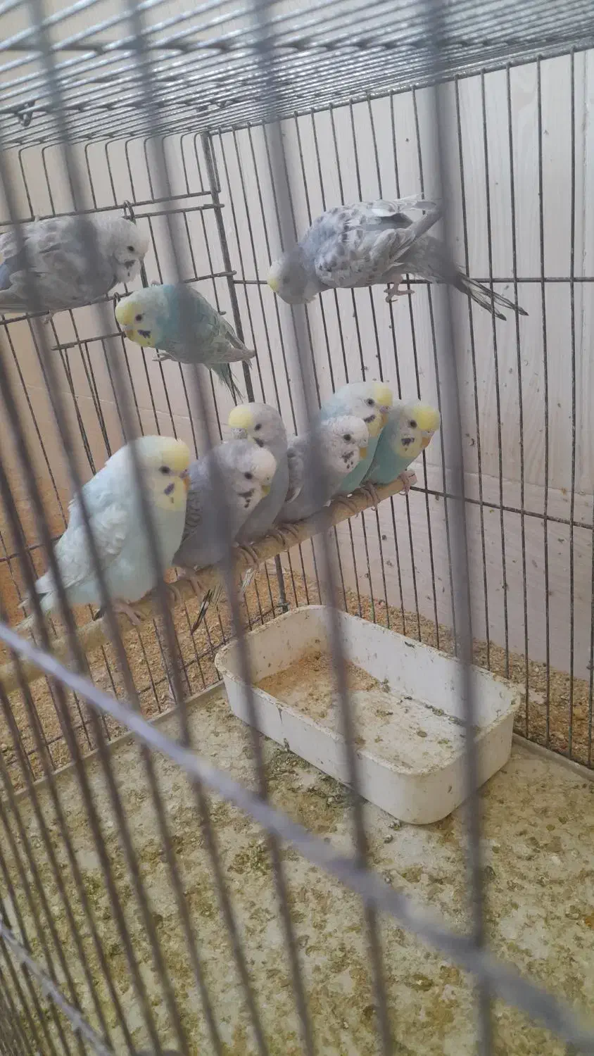 مرغ عشق|پرنده|بندر دیر, |دیوار