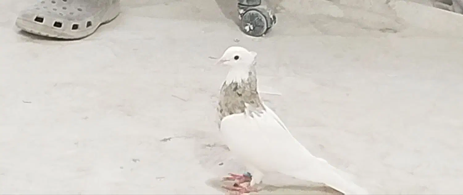 کبوتر طوقی|پرنده|مشهد, کوثر|دیوار