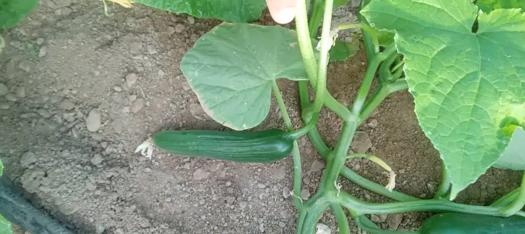 خیار سبز|خوردنی و آشامیدنی|تهران, امام زاده عبدالله|دیوار