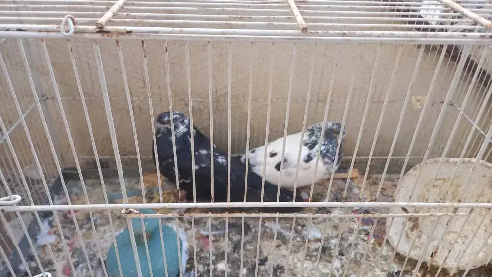 کبوترنوک ریز|پرنده|بندرعباس, |دیوار