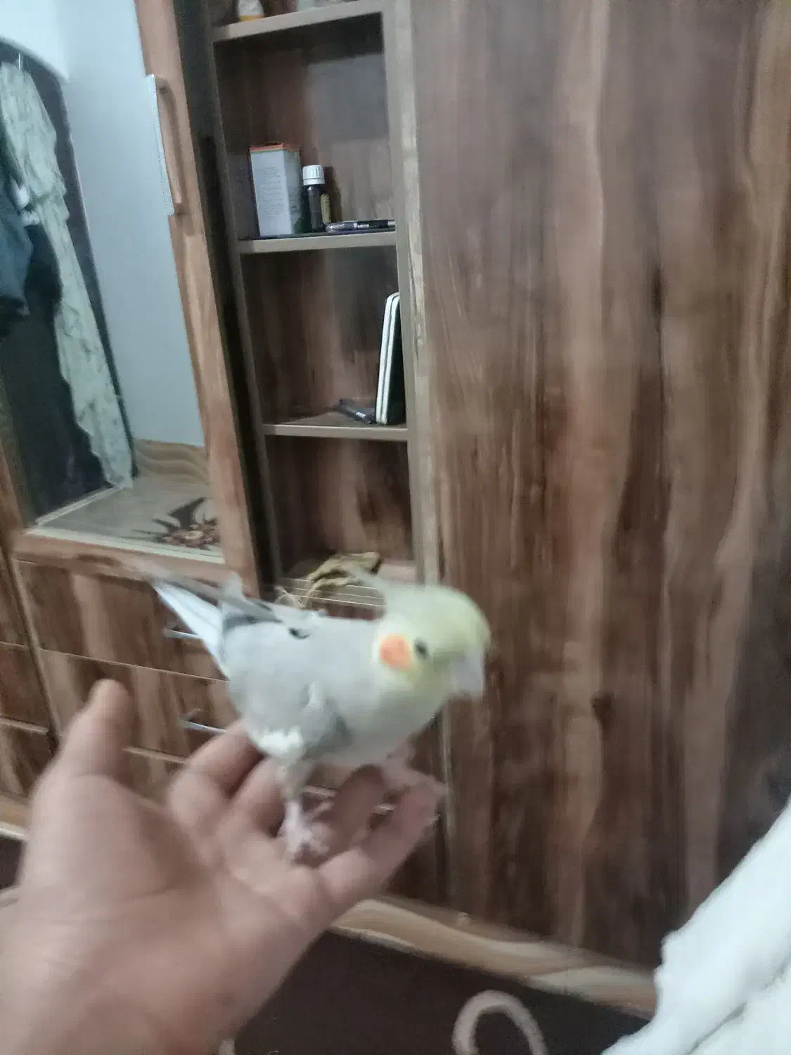 عروس هلندی کفتر|پرنده|تربت جام, شهرک معلم|دیوار